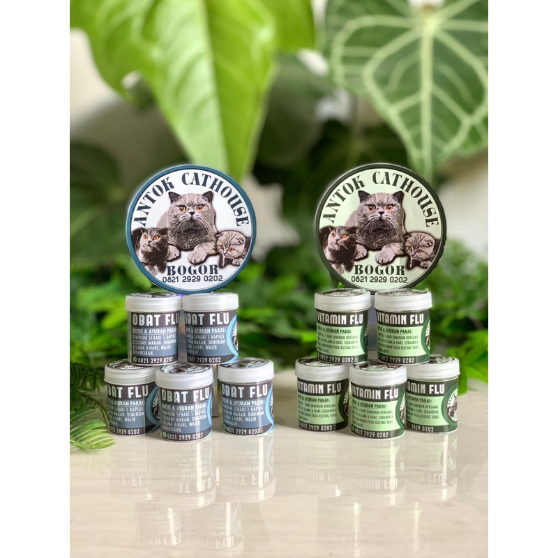 obat flu untuk kucing