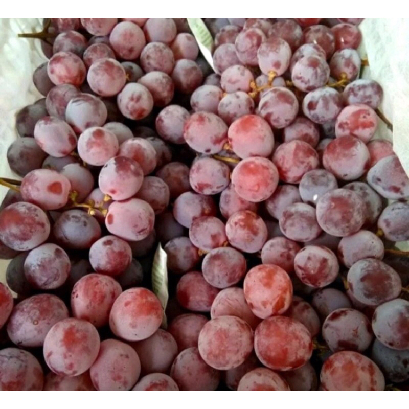 

Anggur Red Globe 1kg