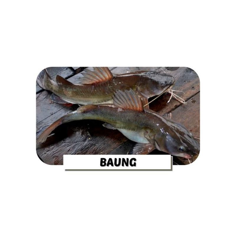

Ikan Baung Harian Fresh 1Kg