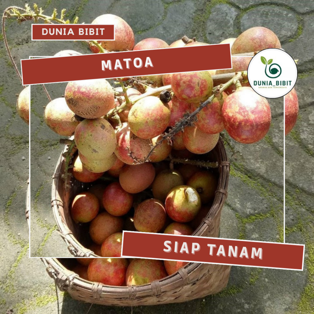 

bibit buah matoa super