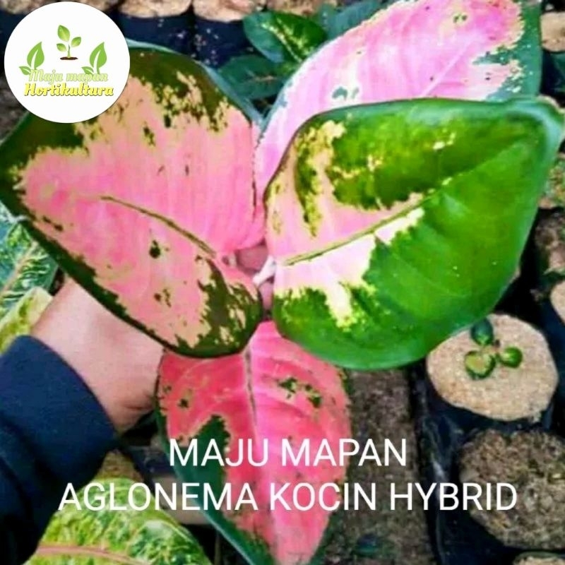 AGLONEMA KOCHIN HYBRID (PILIHAN)