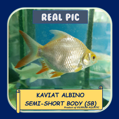 IKAN HIAS AIR TAWAR / IKAN AQUASCAPE - KAVIAT ALBINO SEMI SHORT BODY (SB)