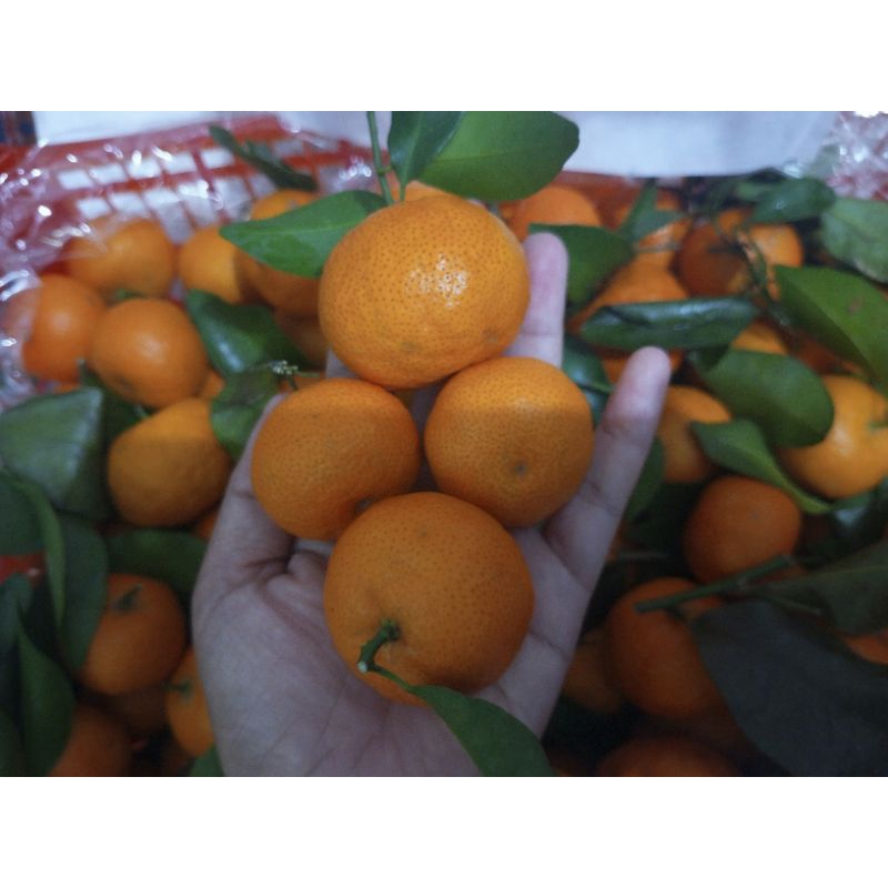 

Santang Tangerin Manis 1KG