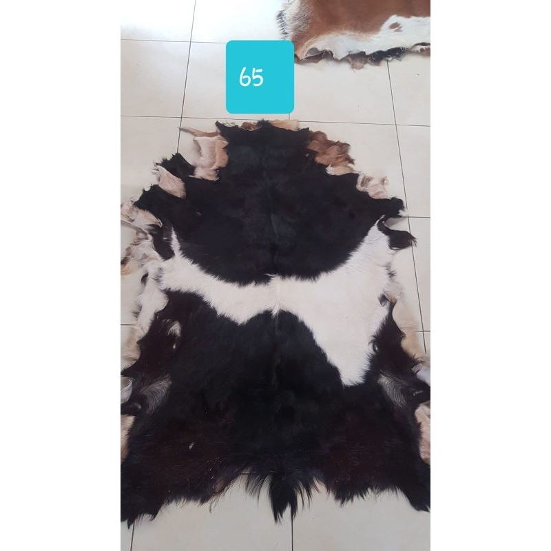 Kulit Kambing Bulu Samak siap pakai