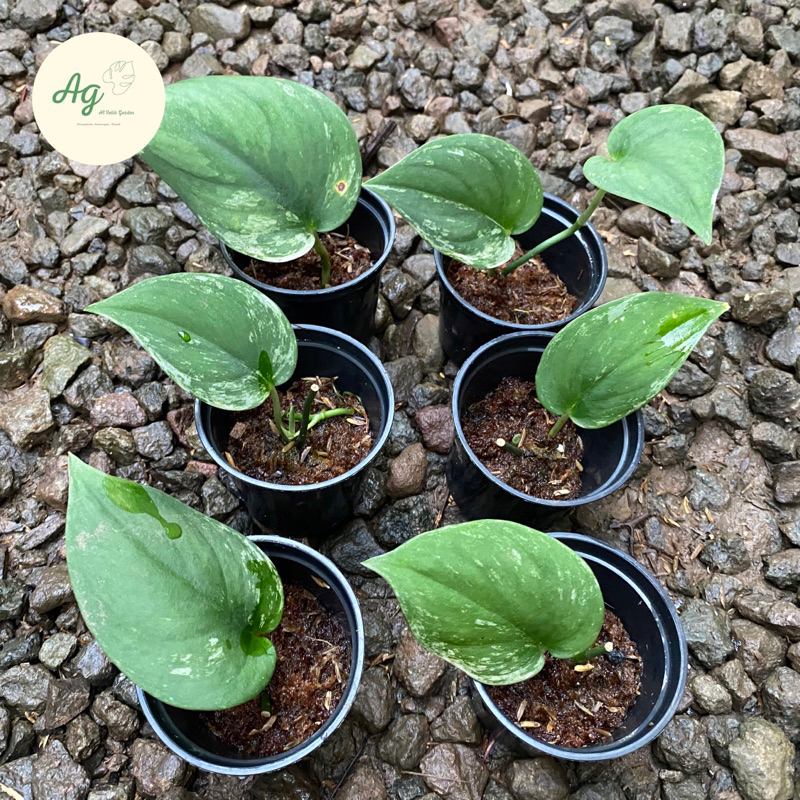 scindapsus exotica varigata