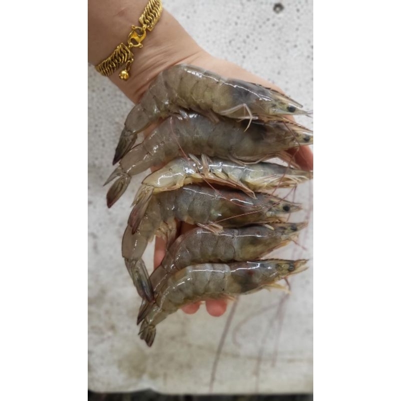 

UDANG VANAME/TIGER SIZE SEDANG 1KG