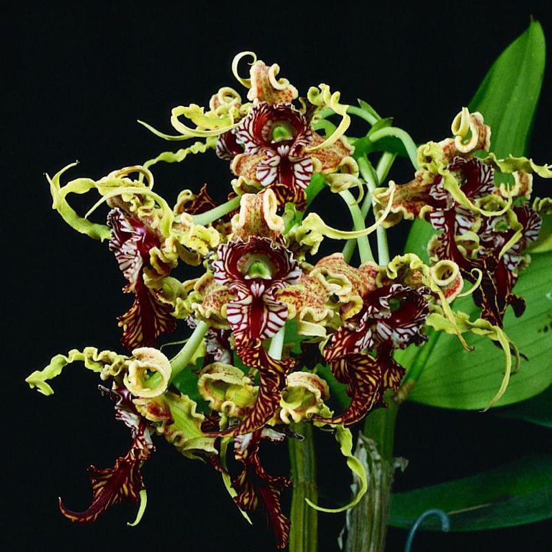 DENDROBIUM SPECTABILE PRA DEWASA RIMBUN MURAH MERIAH