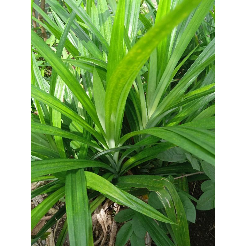 

Daun Pandan Segar Organik Langsung Petik dari kebun / 10 lembar