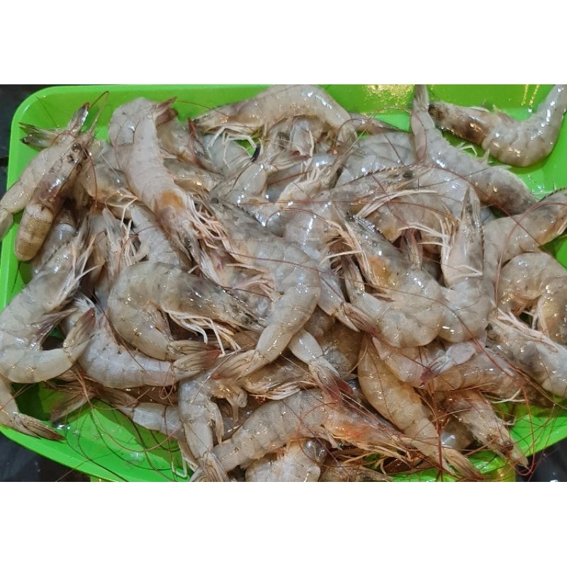 

Udang