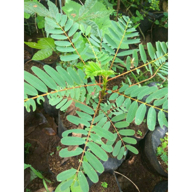 Bibit Tanaman bunga Turi merah(obat herbal)