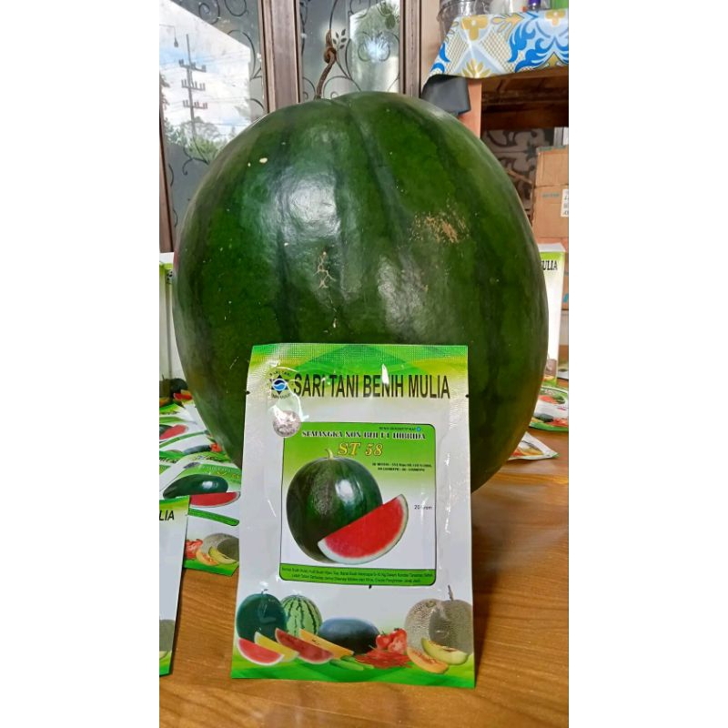 Benih Bibit Semangka Non Biji ST 58 F1 (Tahan Virus, Tipe Gelap Berbobot dan Perawatan Pembuahan Mud