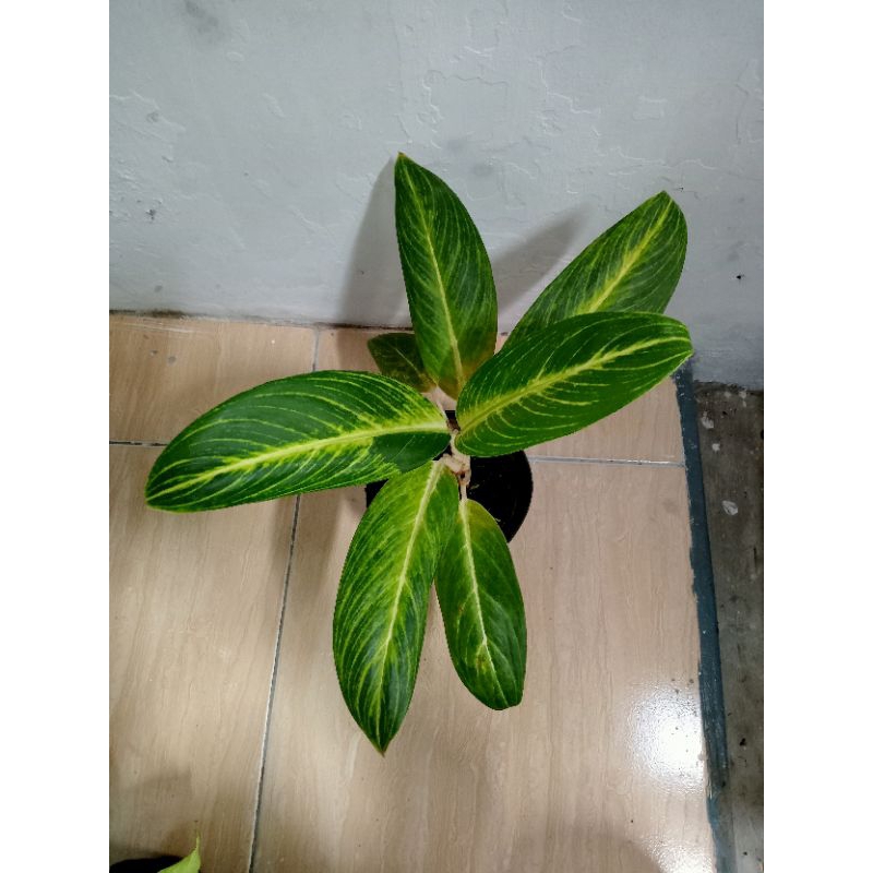 Tanaman hias aglonema blanceng golden