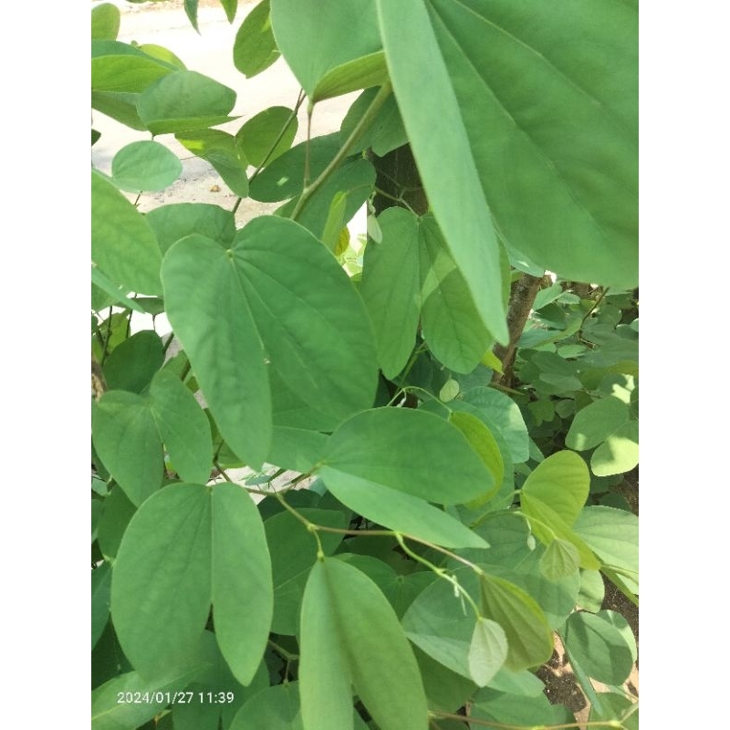 

SAYUR DAUN TAYUMAN MUDA SEGAR