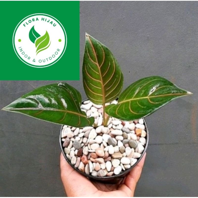 ~ ( BISA COD ) Tanaman Hias Aglonema Rotundum Tiger / Bunga Hias Aglaonema Rotundum Tyger Hijau / Ta
