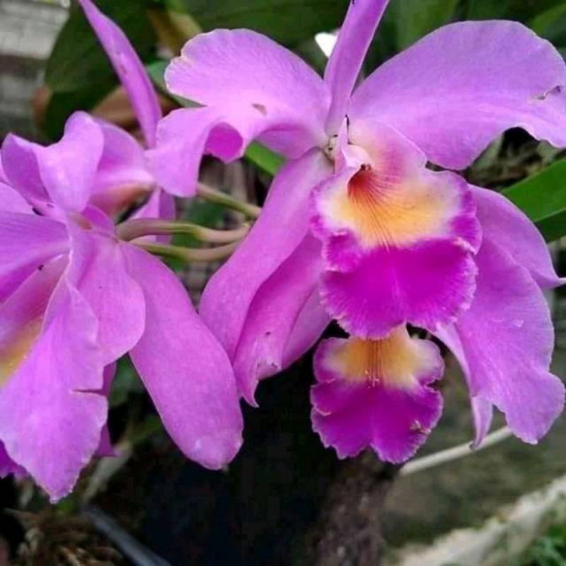 anggrek cattleya mantini