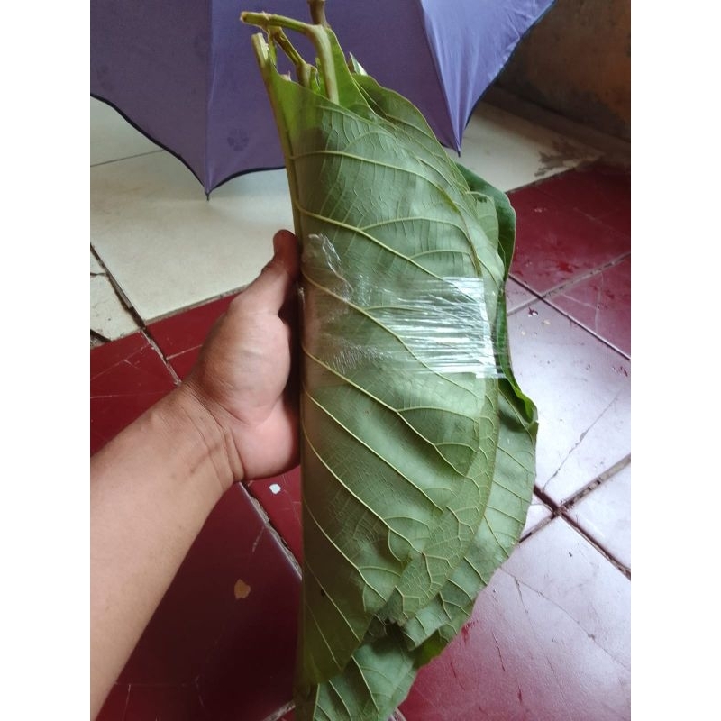 

Daun Jati fresh 500g 1/2 kg murah meriah