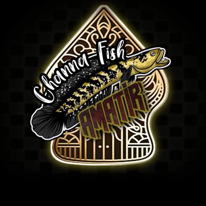 Channa Limbata Jumbo Rim Tebal