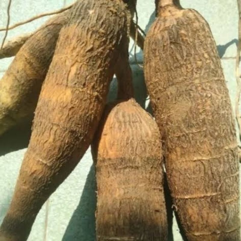 

Singkong Racun Sapi Kuru Fres 1 Kg