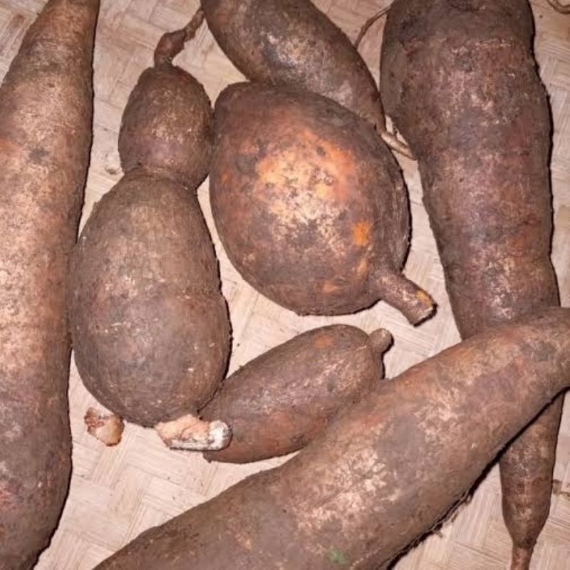 

Singkong Racun Sapi Kuru Fres 1 Kg Anti Kanker Ready