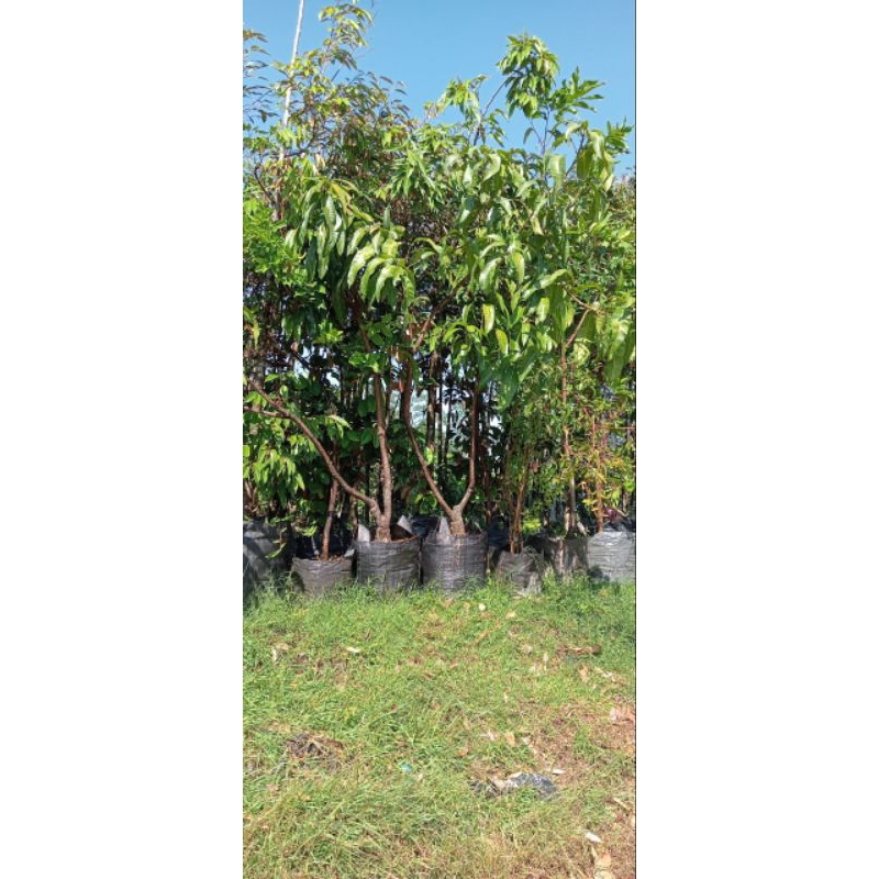 bibit mangga Yuwen 6