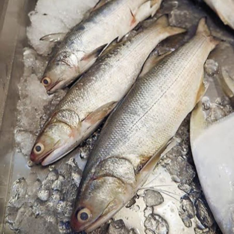 

Ikan kurau / Ikan kuro / Ikan Senangin Segar