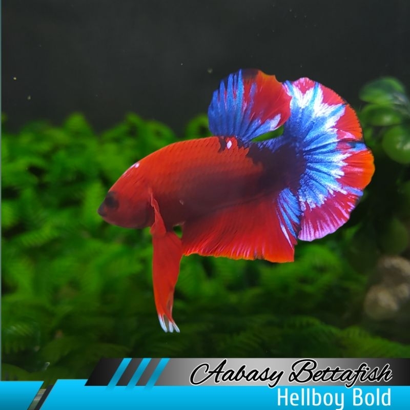 Plakat Hellboy Bold Male Blue Tail ( Real Pictures)