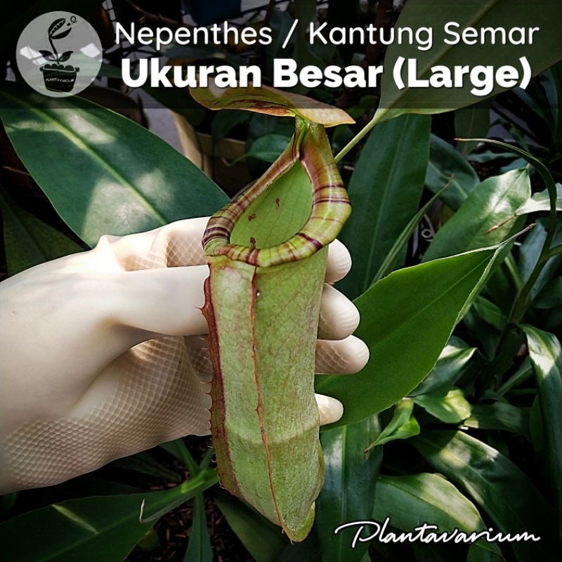Koleksi Tanaman Kantung Semar Nepenthes Besar / Jumbo