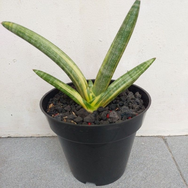 Sansevieria Boncel Varigata
