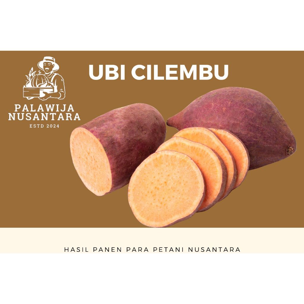 

Ubi cilembu mentah ukuran sedang 1 kilogram