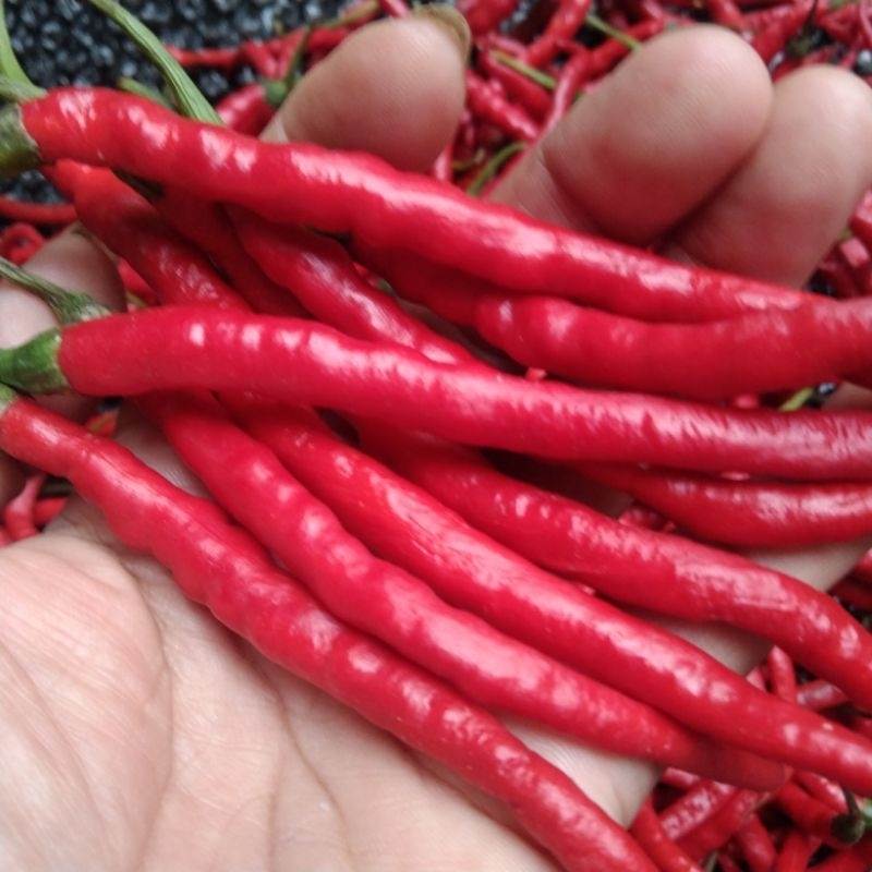 

500 gr-1 kg, cabe merah keriting fresh dari petani langsung kirim reguler.