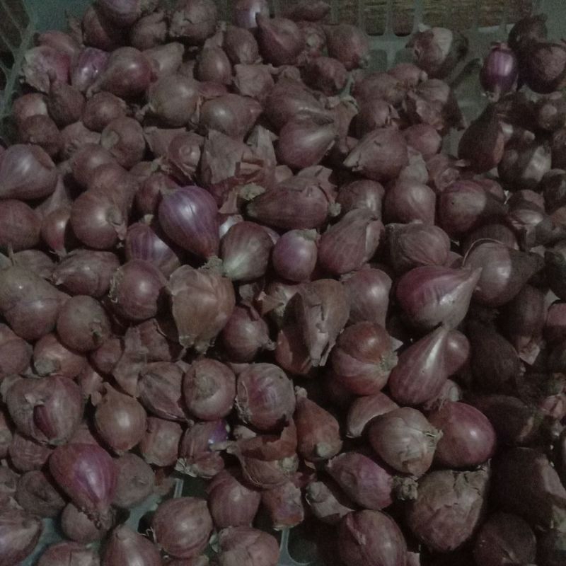 

bawang merah super
