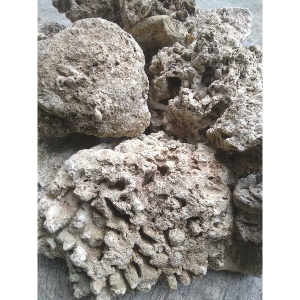 Dead Rock Setting Aquarium Laut All Size