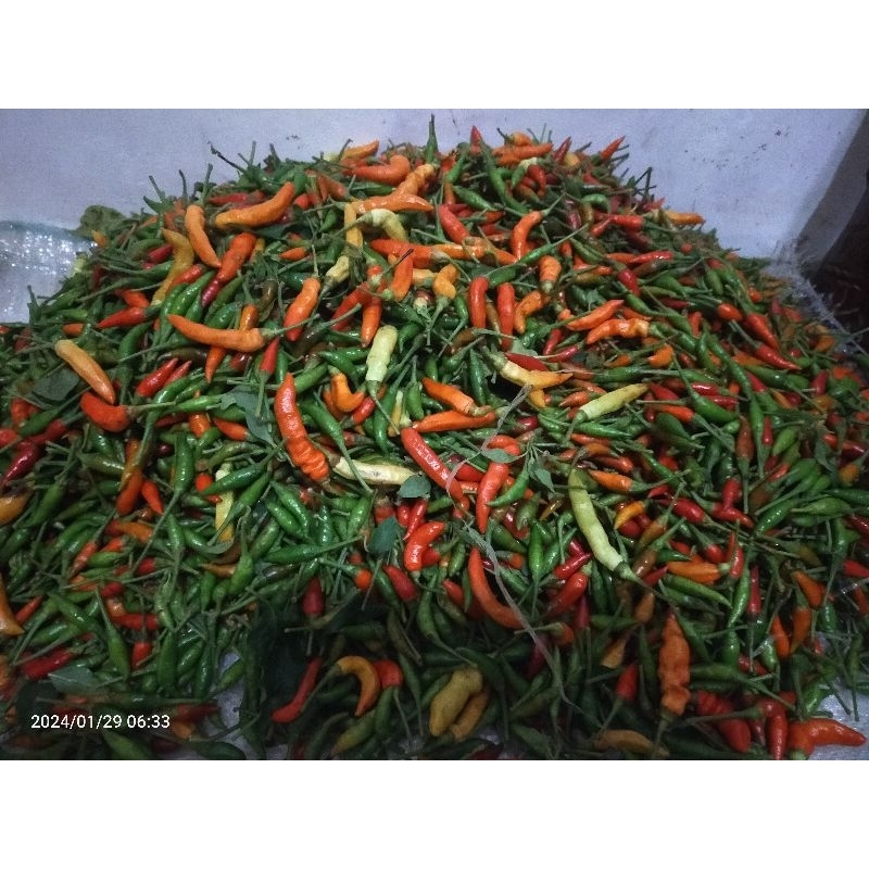 cabe rawit setan / hijau 1 kg