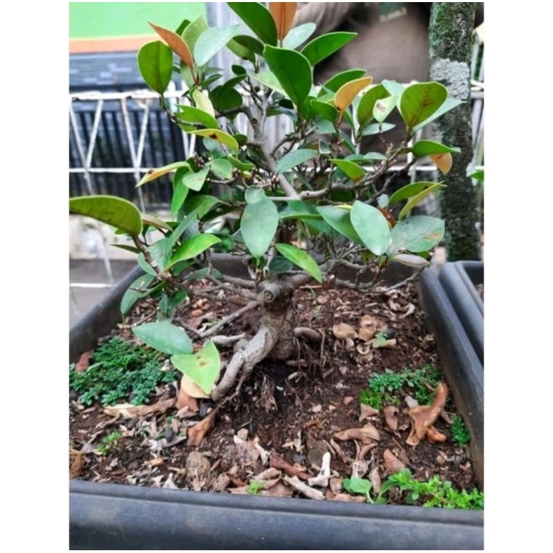Bonsai beringin iprik silver