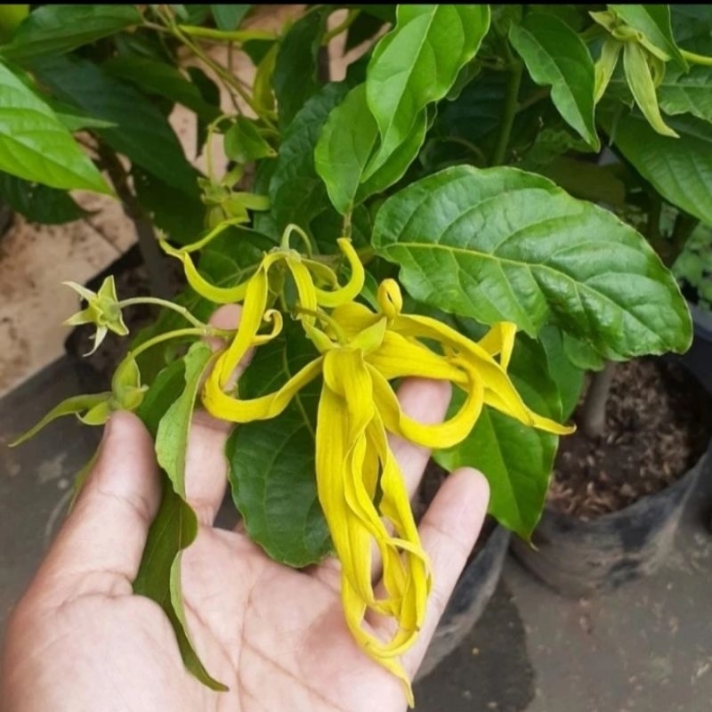 Tanaman Bunga Kenanga Wangi - Tanaman Bunga Hidup