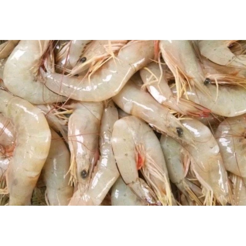 

UDANG LAUT SEGAR / UDANG LAUT / UDANG VANAME