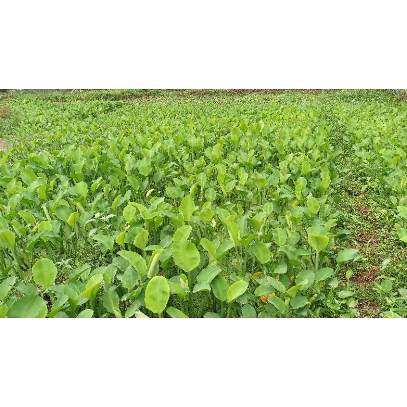 Benih Genjer / Gendot / Enyeh