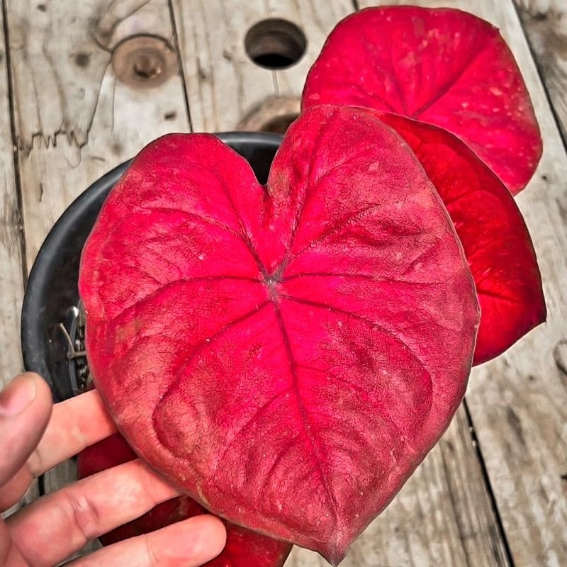 Caladium Red Dragon Super Dark 1-3 Daun Tanaman Keladi Hias Murah Impor Thailand Import BUKAN bonggo