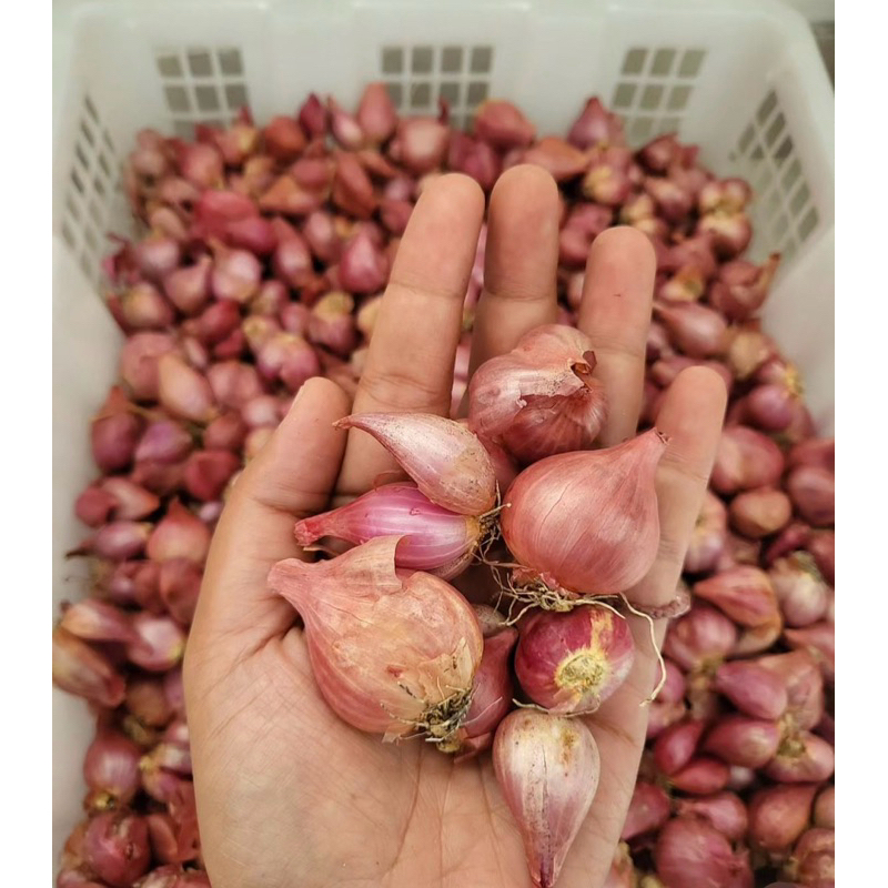 

bawang_brebes_asli
