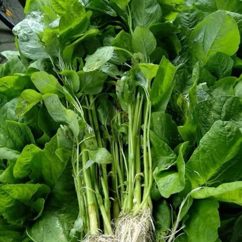 

Sayur bayam segar sayur bayam fresh bayam