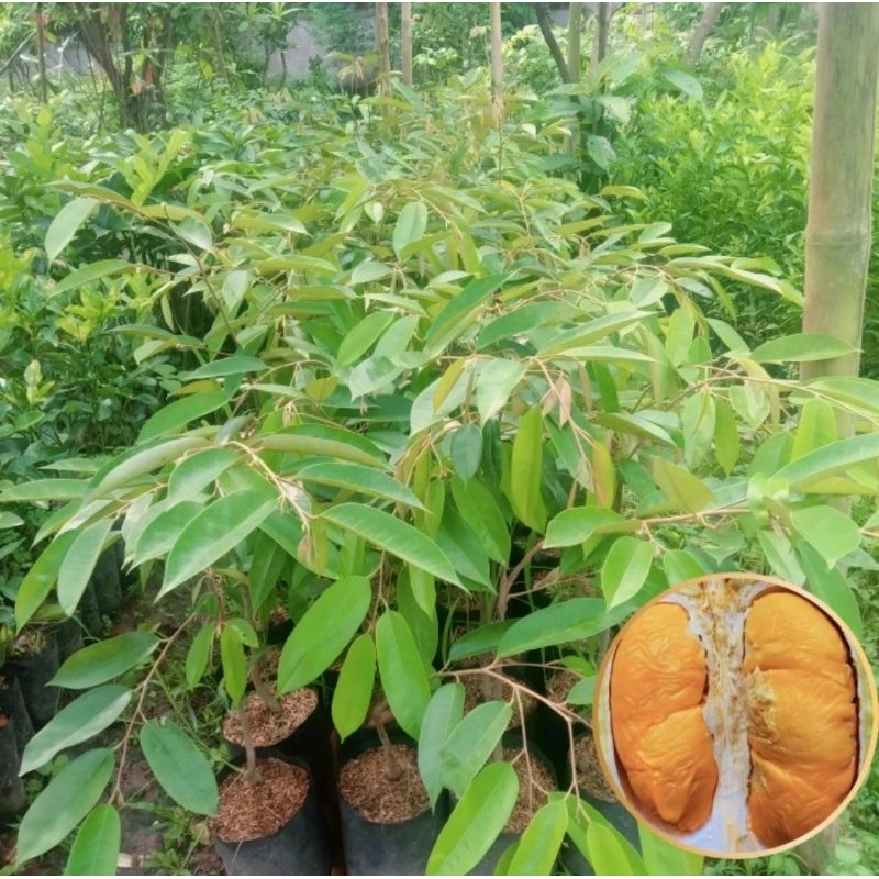 bibit durian bawor asli hasil okulasi cepat berbuah
