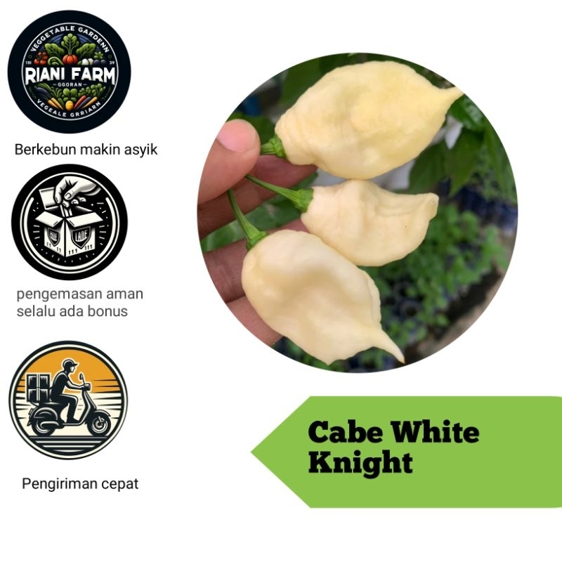 

Cabe White Knight