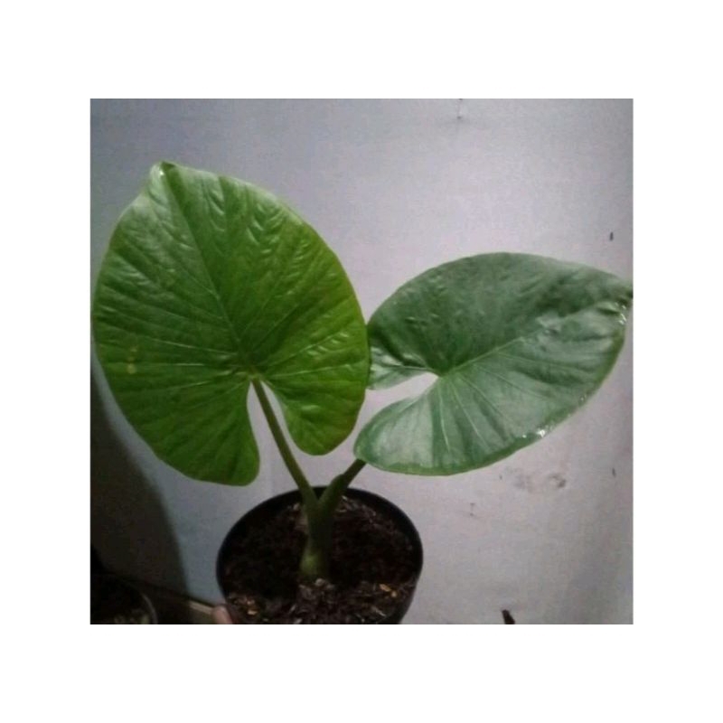 alocasia alba