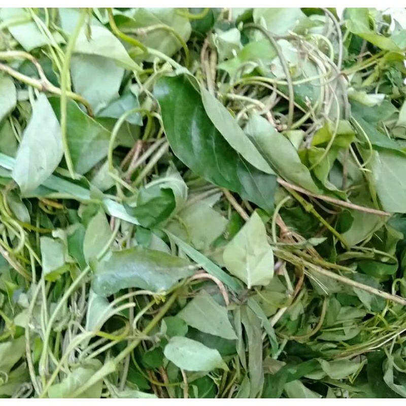 

GODONG SIMBUKAN /DAUN SEMBUKAN Segar