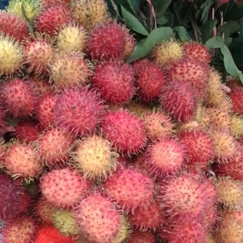 

rambutan Portugal yang istimewa spesial PILIHAN (1 ikat) 25900