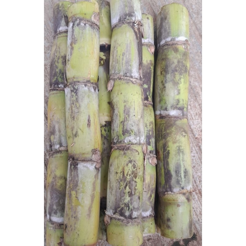 

Batang Tebu hijau segar 1 kg