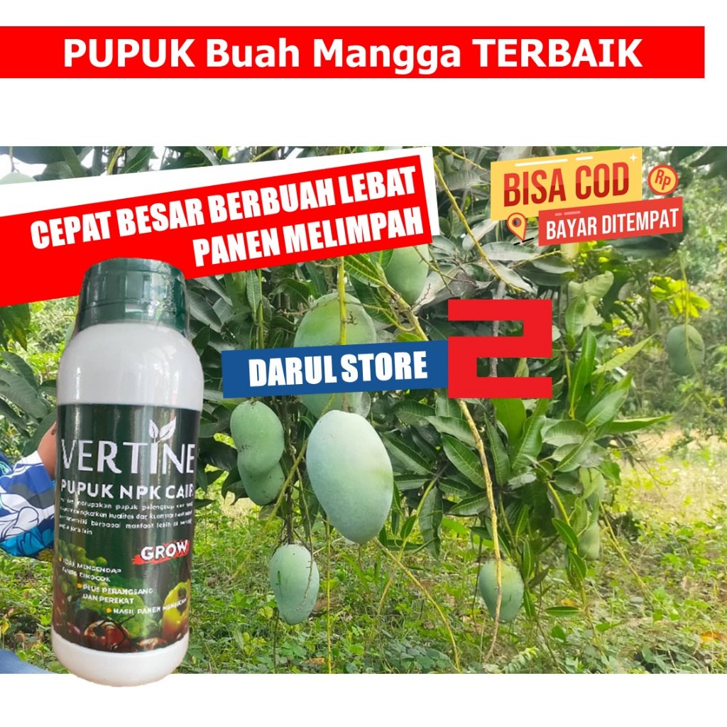 Pupuk Semprot Buah Mangga biar Banyak Tumbuh Tunas Baru NPK untuk Buah Mangga Pertumbuhan Mangga Leb