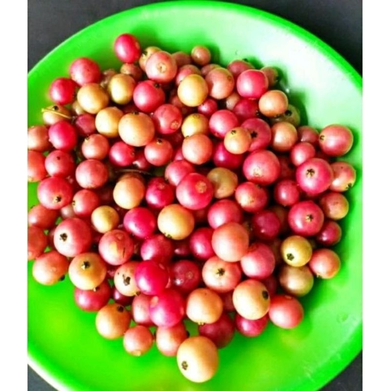 

buah kersen/talok