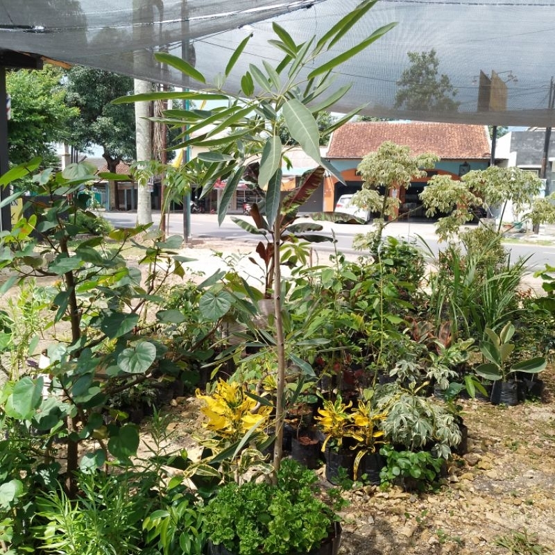 Pohon tabebuya 1 meter bunga kuning