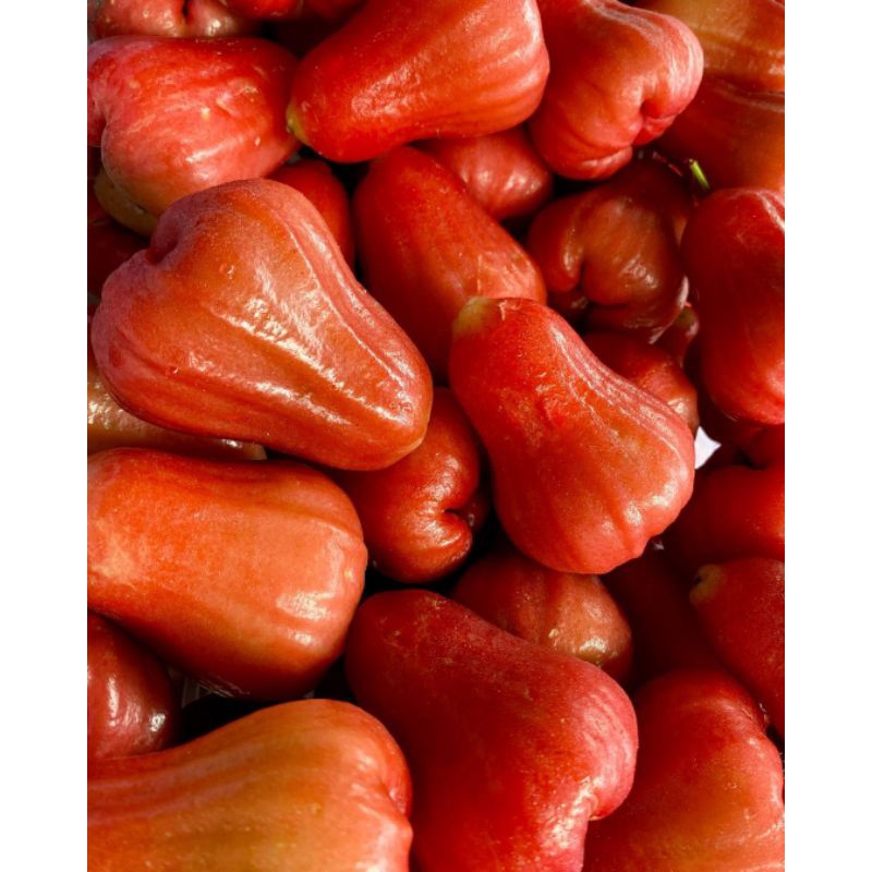 

Jambu air Citra merah Segar